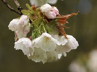 Kalmthout 2016 04 17 9769 Tai Haku